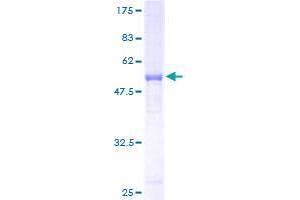 RAB37 Protein (AA 1-223) (GST tag)