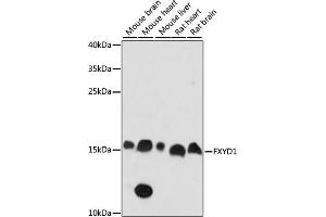 Western blot analysis of extracts of various cell lines, using FXYD1 antibody (ABIN7267278) at 1:1000 dilution. (FXYD1 antibody  (AA 1-92))