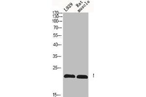 Western Blot analysis of L929 RAT-MUSLCE cells using N/H/K-Ras Polyclonal Antibody (NRAS/HRAS/KRAS antibody  (N-Term))