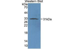 Western blot analysis of recombinant Rat NCR1. (NCR1 antibody  (AA 17-258))