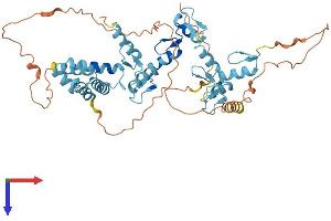 AlphaFold protein structure predicition of Human Recombinant ZSCAN21 Protein, UniprotID Q9Y5A6 (ZSCAN21 Protein (AA 1-473) (His tag))
