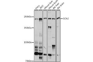 Western blot analysis of extracts of various cell lines, using GCN2 antibody (ABIN6127830, ABIN6140032, ABIN6140034 and ABIN6222976) at 1:1000 dilution. (GCN2 antibody  (AA 1-300))