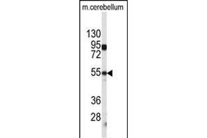 Western blot analysis of CPE antibody (C-term) (ABIN392011 and ABIN2841790) in mouse cerebellum tissue lysates (35 μg/lane). (CPE antibody  (C-Term))