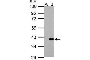 WB Image Sample (30 ug of whole cell lysate) A:  Non-transfected 293T lysates   B:  ARPC1A transfected 293T lysates 10% SDS PAGE antibody diluted at 1:3000