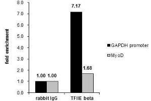 ChIP Image Cross-linked ChIP was performed with HeLa chromatin extract and 5 μg of either control rabbit IgG or anti-TFIIE beta antibody. (GTF2E2 antibody)