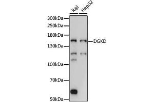Western blot analysis of extracts of various cell lines, using DGKD antibody (ABIN6292889) at 1:1000 dilution. (DGKD antibody)