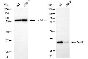 Western blotting analysis using Seh1L antibody (ABIN7800290).