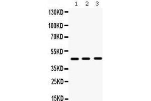 Western Blotting (WB) image for anti-Hematopoietically Expressed Homeobox (HHEX) (AA 146-180), (Middle Region) antibody (ABIN3042444) (HHEX antibody  (Middle Region))