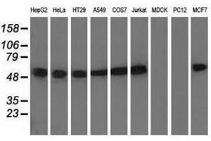 Image no. 2 for anti-Tubulin, alpha 8 (TUBA8) antibody (ABIN1501559) (TUBA8 antibody)