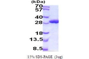 SDS-PAGE (SDS) image for Glutathione S-Transferase alpha 1 (GSTA1) (AA 1-223) (Active) protein (His tag) (ABIN5854233)