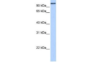 WB Suggested Anti-MICALL1 Antibody Titration:  0. (MICAL-Like 1 antibody  (N-Term))