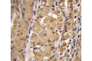 IRF9 antibody immunohistochemistry analysis in formalin fixed and paraffin embedded human stomach tissue. (IRF9 antibody  (AA 75-104))