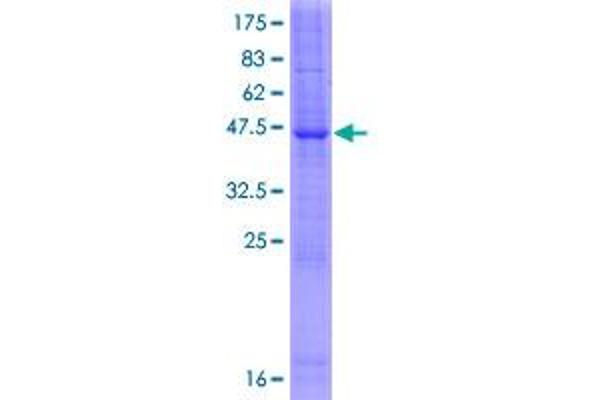 Lysozyme-Like 1 Protein (LYZL1) (AA 1-194) (GST tag)
