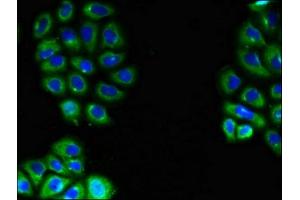 Immunofluorescent analysis of A549 cells using ABIN7151598 at dilution of 1:100 and Alexa Fluor 488-congugated AffiniPure Goat Anti-Rabbit IgG(H+L) (Embigin antibody  (AA 285-327))