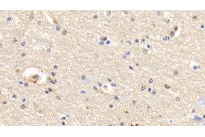 Detection of ANXA5 in Bovine Cerebrum Tissue using Polyclonal Antibody to Annexin V (ANXA5) (Annexin V antibody  (AA 1-321))