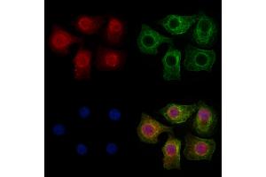 ABIN7094094 and ABIN7098138 staining HepG2 cells by IF/ICC. (BRD2 antibody  (N-Term))