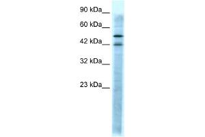 WB Suggested Anti-HTR3A Antibody Titration:  0.