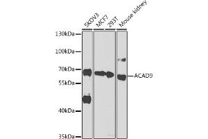 Western blot analysis of extracts of various cell lines, using  antibody  at 1:1000 dilution. (ACAD9 antibody  (AA 1-270))