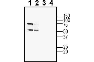 Western blot analysis of rat brain membranes (lanes 1 and 3) and mouse brain membranes (lanes 2 and 4):1-2.