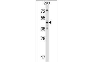 Western blot analysis in 293 cell line lysates (35ug/lane). (JNK2 antibody  (AA 206-233))