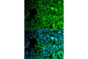 Immunofluorescence analysis of A549 cells using ZNF195 antibody. (ZNF195 antibody  (AA 1-250))