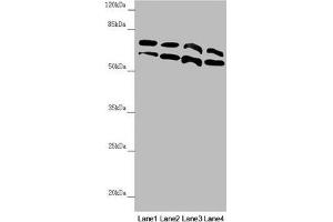 Western blot All lanes: CDC45 antibody at 0. (CDC45 antibody  (AA 1-270))