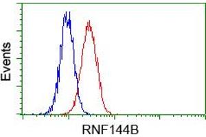 Flow cytometric analysis of Hela cells, using anti-RNF144B antibody (ABIN2453609), (Red) compared to a nonspecific negative control antibody (TA50011) (Blue). (RNF144B antibody  (AA 1-256))