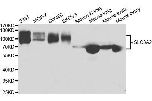 Western blot analysis of extracts of various cell lines, using SLC3A2 antibody (ABIN5973335) at 1/1000 dilution. (SLC3A2 antibody)
