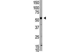 Western blot testing of XIAP antibody and mouse liver lysate (XIAP antibody  (AA 1-30))