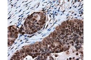 Immunohistochemistry (IHC) image for anti-Tubulin tyrosine Ligase-Like Family, Member 12 (TTLL12) antibody (ABIN1499035) (TTLL12 antibody)