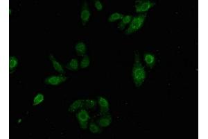 Immunofluorescence staining of HepG2 cells with ABIN7164247 at 1:100, counter-stained with DAPI.