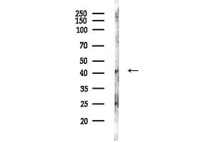 Western blot analysis of lysates from Mouse brain, using IER5L Antibody at 1/1000 dilution.