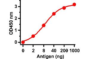 ELISA Test Antibodies: SARS-CoV Matrix Antibody, ABIN1030640 (1 μg/mL).
