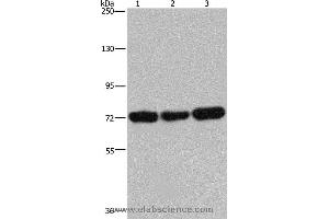 Western blot analysis of 293T, Jurkat and Hela cell, using PCK2 Polyclonal Antibody at dilution of 1:600