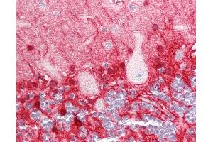 Human Brain, Cerebellum: Formalin-Fixed, Paraffin-Embedded (FFPE). (GLUL antibody  (AA 301-350))