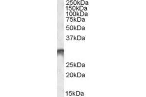 Western Blotting (WB) image for anti-Distal-Less Homeobox 5 (DLX5) (Internal Region) antibody (ABIN2466824) (DLX5 antibody  (Internal Region))