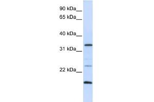 WB Suggested Anti-ARGFX Antibody Titration:  0. (ARGFX antibody  (N-Term))