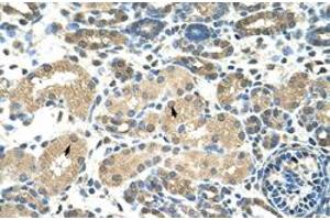 Immunohistochemical staining (Formalin-fixed paraffin-embedded sections) of human kidney with DMRT2 polyclonal antibody  at 4-8 ug/mL working concentration.