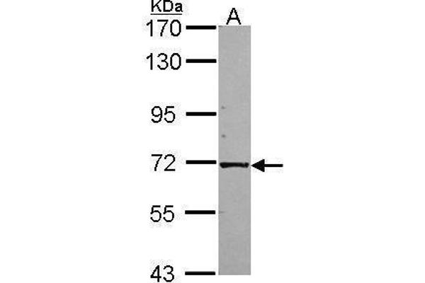 KLC1 antibody