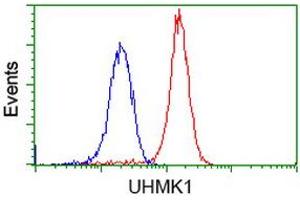 Image no. 3 for anti-U2AF Homology Motif (UHM) Kinase 1 (UHMK1) antibody (ABIN1501671) (UHMK1 antibody)