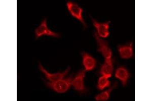 ABIN6276168 staining HeLa by IF/ICC. (OR5F1 antibody  (C-Term))