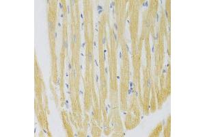 Immunohistochemistry of paraffin-embedded rat heart using PA2G4 Antibody. (PA2G4 antibody  (AA 1-394))