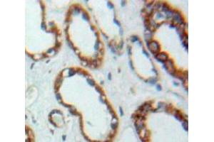 Used in DAB staining on fromalin fixed paraffin-embedded Kidney tissue (PEX2 antibody  (AA 28-118))