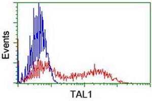 HEK293T cells transfected with either RC222628 overexpress plasmid (Red) or empty vector control plasmid (Blue) were immunostained by anti-TAL1 antibody (ABIN2455266), and then analyzed by flow cytometry. (TAL1 antibody)