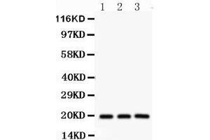 Western Blotting (WB) image for anti-serine/arginine-Rich Splicing Factor 3 (SRSF3) (AA 1-29), (N-Term) antibody (ABIN3043298) (SRSF3 antibody  (N-Term))
