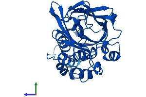 Protein Structure (PS) image for N-Acetyltransferase 1 (Arylamine N-Acetyltransferase) (NAT1) (AA 1-290) protein (His tag) (ABIN7563356)