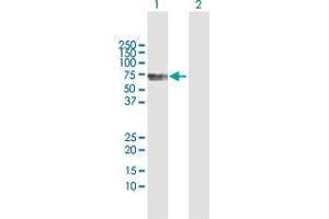 Western Blot analysis of CDC2L6 expression in transfected 293T cell line by CDC2L6 MaxPab polyclonal antibody. (CDK19 antibody  (AA 1-502))