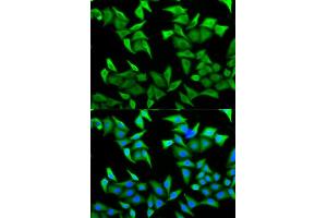 Immunofluorescence (IF) image for anti-Poliovirus Receptor-Related 2 (Herpesvirus Entry Mediator B) (PVRL2) antibody (ABIN1876566) (PVRL2 antibody)