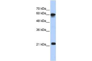 SEMA4F anticorps  (N-Term)