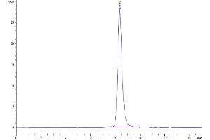 The purity of Cynomolgus SERPINF2 is greater than 95 % as determined by SEC-HPLC. (alpha 2 Antiplasmin Protein (AA 27-490) (His tag))
